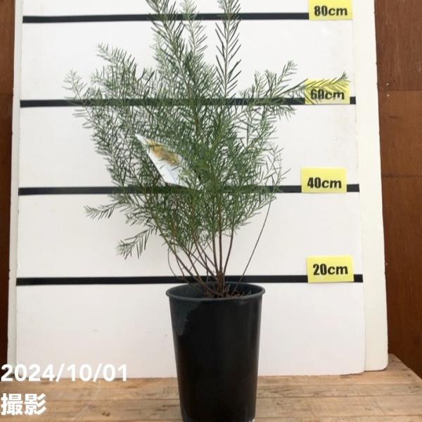 akatsukagarden_n10006887 akatsukagarden_n10006887