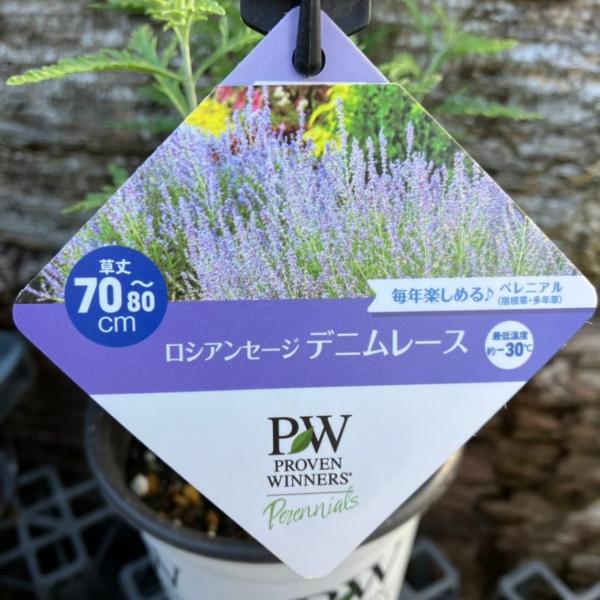 [ロシアンセージ デニムレース]ロシアンセージは、シソ科ペロブスキア属の多年草で、夏の花壇に欠かせない存在です。ラベンダーに似た淡いラベンダーブルーの花を咲かせ、シルバーリーフとのコントラストが美しく、ナチュラルガーデンやイングリッシュガー...