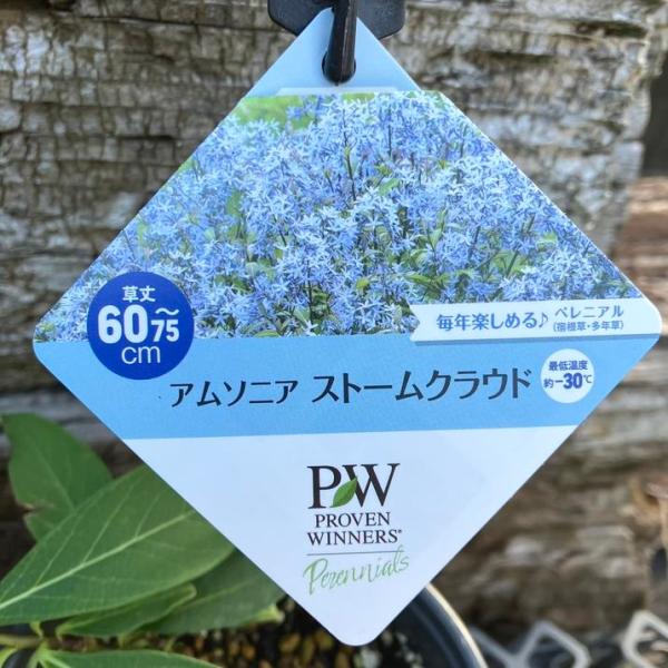 PW アムソニア ストームクラウド 11cmロングポット×2鉢セット｜草花04-PA