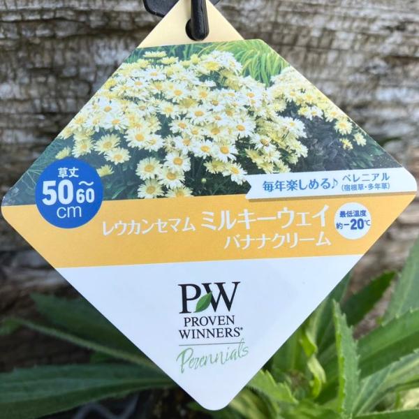 PW レウカンセマム ミルキーウェイ バナナクリーム 11cmロングポット×2