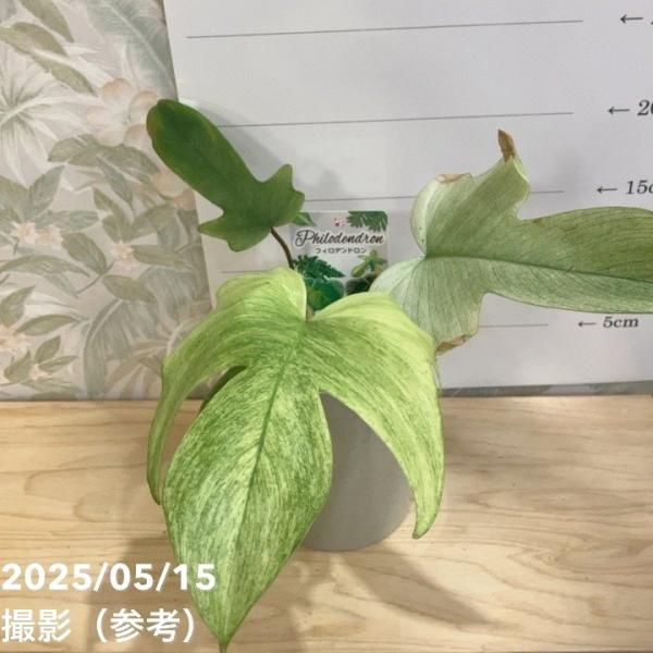 フィロデンドロン フロリダゴーストミント 4号｜観葉04-PA : 赤塚