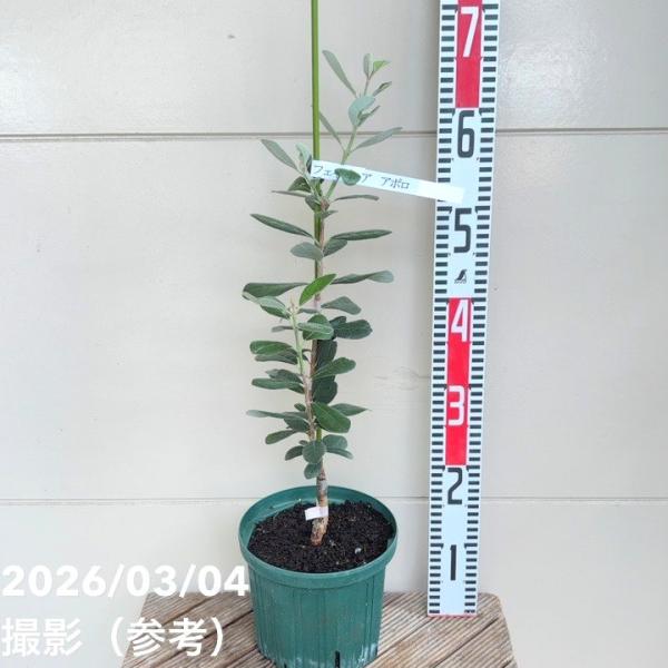 フェイジョア アポロ 6号スリット鉢（接木）｜果樹04-PA : 赤塚植物園