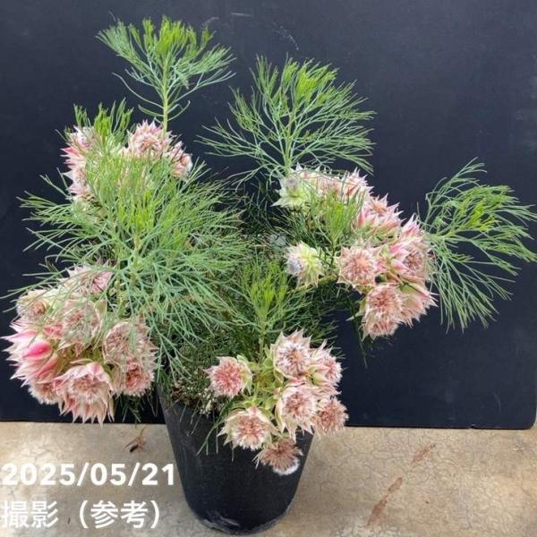 [セルリア プリティインピンク]南アフリカ原産の常緑低木樹で、オーストラリアでもよく栽培されています。たくさんの花が集まって頭状花序をつくり、花のように見える苞がその周りを美しく囲みます。独特の質感で花持ちがよく、切り花やドライフラワーに人...