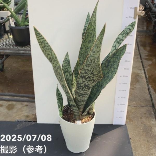 現品お届け】サンスベリア 7号 アブリティアナ 白プラ鉢仕様（S97