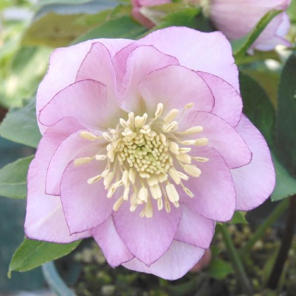 akatsukagarden_n10007152