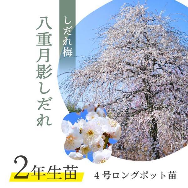 サイズ：4号ロングポット苗　※接ぎ木2年生苗お届け時期：随時※お届け時につぼみ・花が落ちる場合がございます。また、箱に入らない枝の一部を選定させていただく場合もございます。予めご了承ください。[しだれ梅名木「八重月影しだれ」]花：白色（ほん...