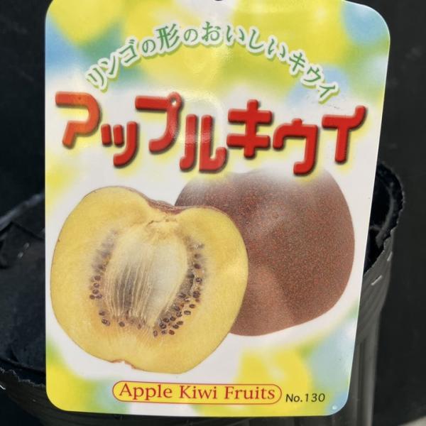 【決算P5倍！8/2まで】アップルキウイ センセーションアップル 雌木 5号｜果樹04-PA