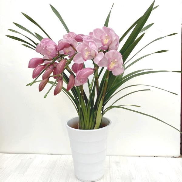 [シンビジューム ピンク色 3本立アーチ]シンビジュームはラン科シュンラン属(シンビジウム属)の常緑性多年草です。蘭としてはたいへん丈夫で寒さにも強いため初心者にも育てやすく、華やかな花姿からも冬の洋ランギフトの定番です。3本立てのピンク色...