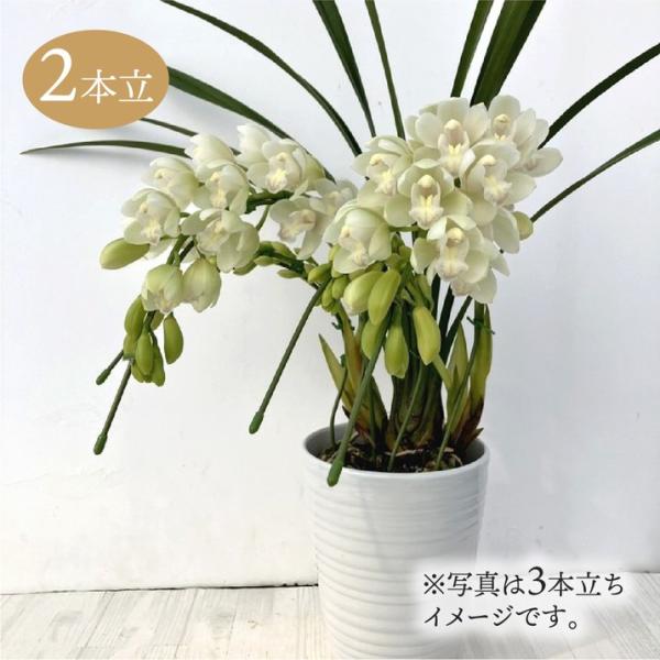 [シンビジューム 白色 2本立アーチ]シンビジュームはラン科シュンラン属(シンビジウム属)の常緑性多年草です。蘭としてはたいへん丈夫で寒さにも強いため初心者にも育てやすく、華やかな花姿からも冬の洋ランギフトの定番です。3本立ての白色のシンビ...