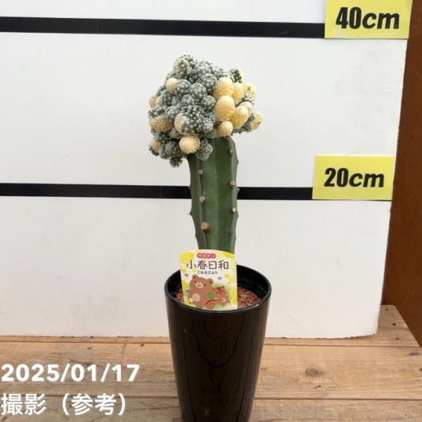 サボテン 小春日和 4号｜観葉10-TU : 赤塚植物園ヤフー店 - 通販