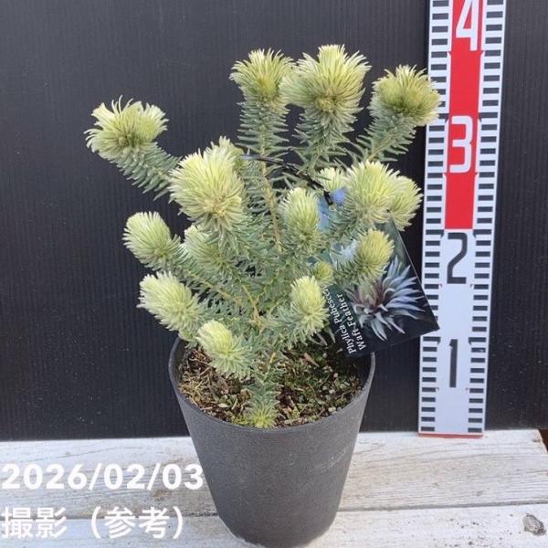 [フィリカ プベッセンス ワフトフェザー]開花期が長くたくさんの花を咲かせ、葉裏は白く緑とのコントラストが綺麗。鉢植えにも地植えにも適している。原産地: 南アフリカ[フィリカ プベッセンス]南アフリカ原産の半耐寒性常緑低木。柔らかな羽毛のよ...