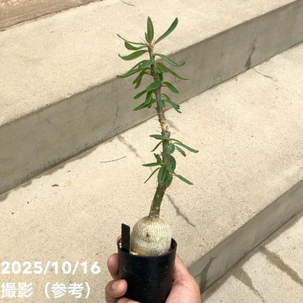 [パキポディウム サキュレンタム]パキポディウム サキュレンタムは、マダガスカル原産の塊根植物で、多肉質のずんぐりとした幹が特徴です。幹にはトゲがあり、水分を蓄えることで乾燥に強くなっています。成長はゆっくりですが、寿命が長く、適切に育てる...