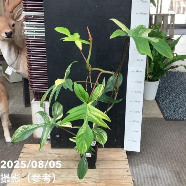 現品お届け】フィロデンドロン フロリダビューティー 3.5号ロング