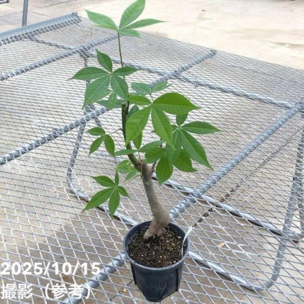 トックリキワタ 4号｜花木10-TU : 赤塚植物園ヤフー店 - 通販 - Yahoo