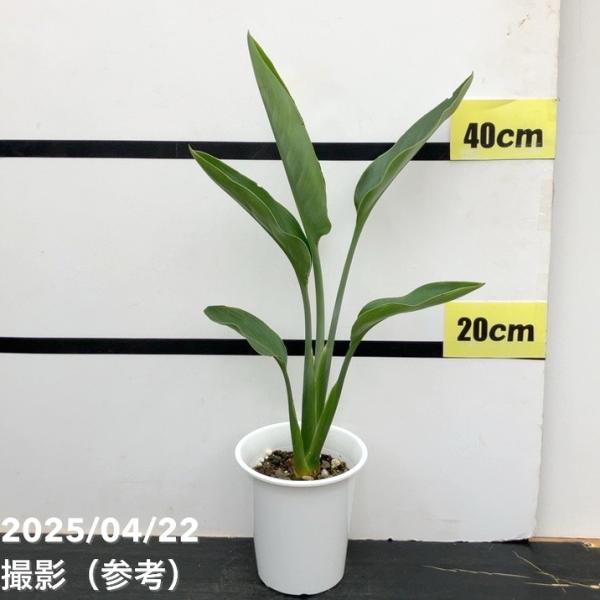 ストレリチア レギネ 4号｜観葉10-TU : 赤塚植物園ヤフー店