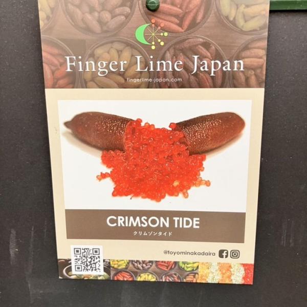 こるふぁーむ フィンガーライム 5号 クリムゾンタイド｜柑橘（代引き不可）｜果樹10-CO