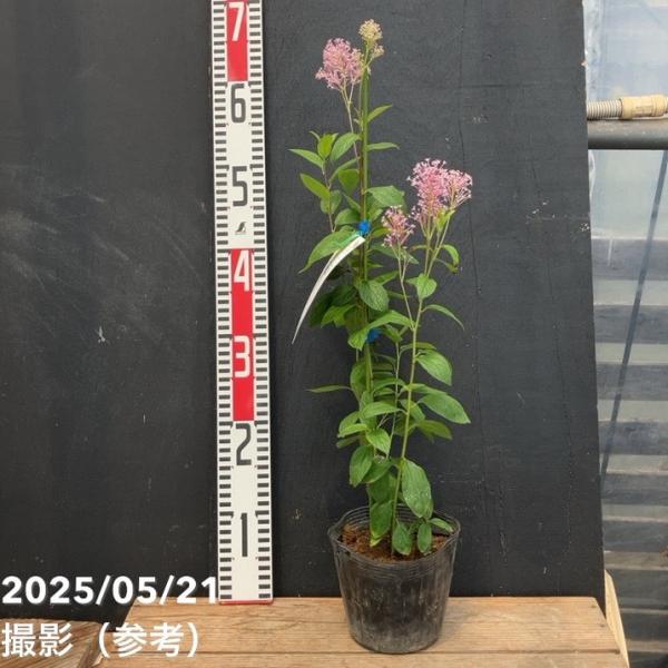 [カリフォルニアライラック セアノサス パールローズの特徴]カリフォルニアライラック「セアノサス パールローズ」は、春に優しいピンクがかったライラック色の小花を房状に咲かせる、美しい常緑低木です。花は繊細で香りがよく、庭や鉢植えでの観賞用と...