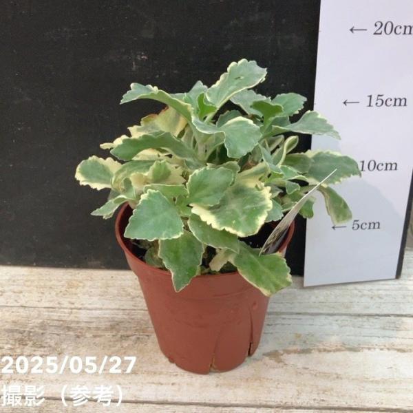 斑入りカランコエ ラキニアータ 4号｜草花04-PA : 赤塚植物園ヤフー店