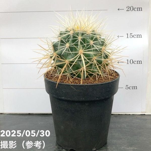 狂刺金鯱 超特大サイズ_4 サボテン：エキノカクタス狂刺金鯱*12cm 現品 一品限り : 遊恵