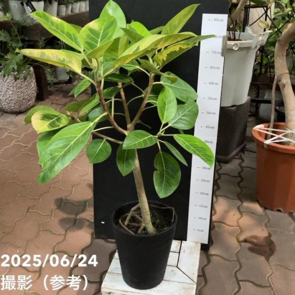 13000円 アルテシマ　7号　観葉植物　フィカス フィカス アルテシマ 7号｜観葉04-PA : 赤塚植物園ヤフー店 - 通販