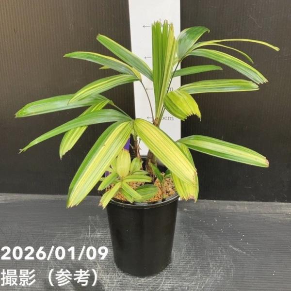 観音竹 瑞晃錦 4号｜観葉10-TU : 赤塚植物園ヤフー店 - 通販 - Yahoo