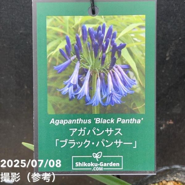 アガパンサス ブラック系 4苗