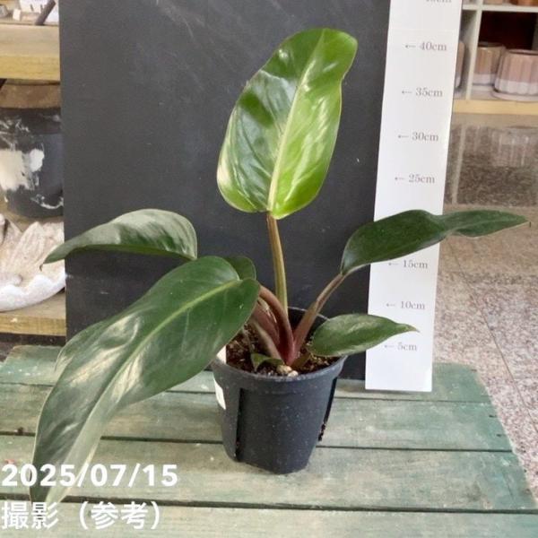 [フィロデンドロン ロジョコンゴの特徴]フィロデンドロン ロジョコンゴは、艶やかな深緑の葉と赤みがかった茎のコントラストが魅力の観葉植物です。コンパクトにまとまる樹形で、力強さと落ち着きのある雰囲気を兼ね備えています。シックなインテリアとの...