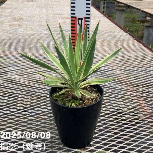 ユッカ 6号 グロリオサ バリエゲイテッド（Yucca gloriosa