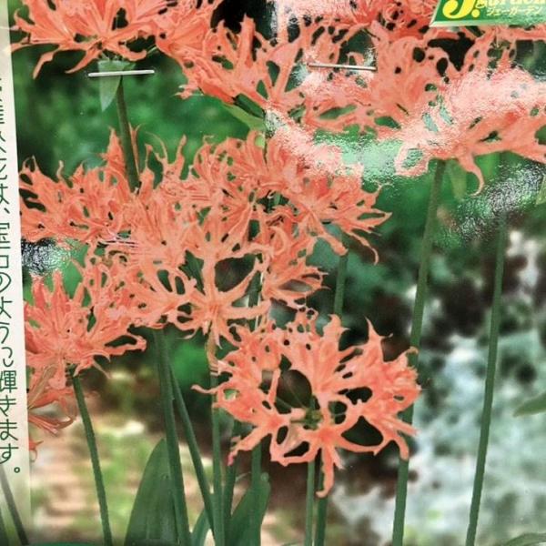 ネリネ 球根 140球 45ポット ネリネ 球根 140球 45ポット akatsukagarden_n10008301