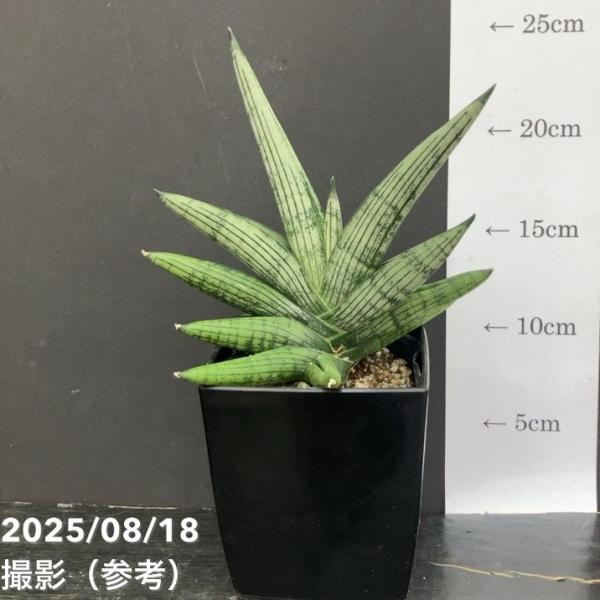 [サンスベリア ヘリオスドワーフ Helios Dwarf]「ヘリオス（Helios）」はギリシャ神話の太陽神を指し、「ドワーフ（Dwarf）」は小型の品種を意味します。流通量の少ない珍しいサンセベリアです。[サンスベリア]珍しいサンスベリ...