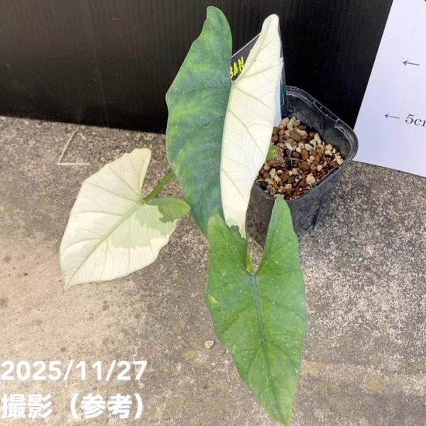 現品お届け】アロカシア シンポ アルボ Alocasia simpo albo variegata