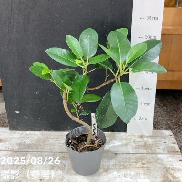 フィカス ルビギノーサ（フランスゴム）3.5号の魅力と育て方