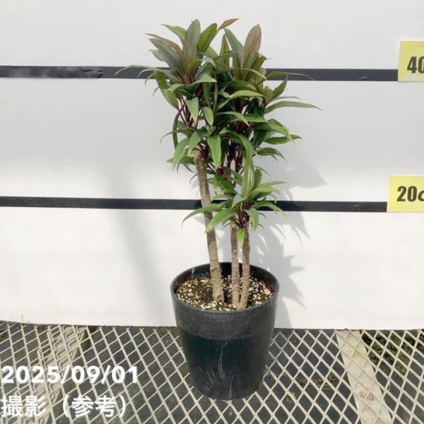 コルジリネ フルティコーサ パープル コンパクタ 5号｜花木01-D1