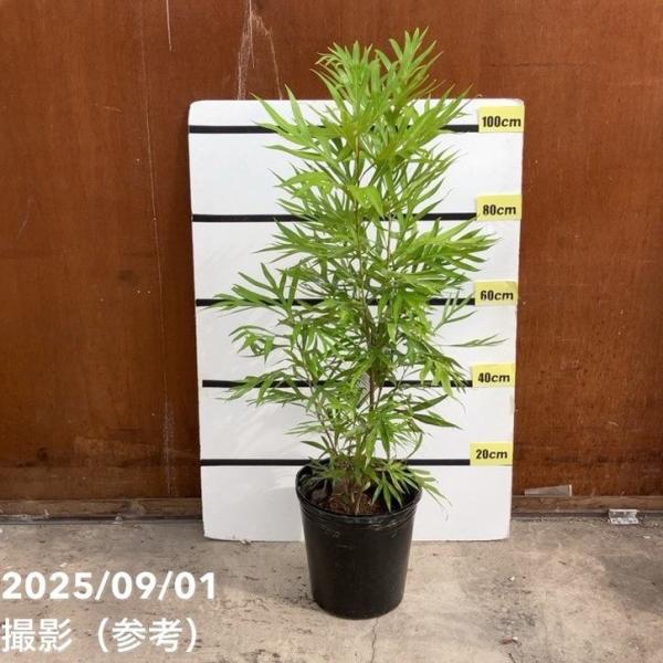 [グレビレア・バイレアナ]一般的に「グレビレア ゴールド」という名前で切り花やドライフラワーの素材として流通する植物です。若い株のうちは葉の裏側は緑色ですが、生育し大きくなるにつれ裏側がゴージャスな金色の葉が展開し始めます。寒さも0℃を下回...