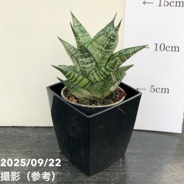 EMP サンセベリア サンディー San Dee / ※2枚目以降SA320 サンセベリア サワディー 「Sansevieria Sawasdee」9/2-26C-2 |