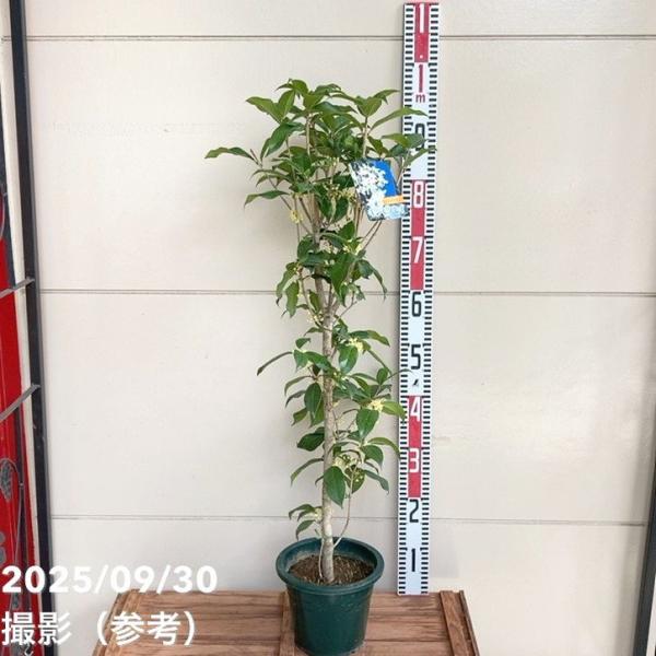 [ギンモクセイの特徴]ギンモクセイは中国原産の常緑小高木で、キンモクセイの原種にあたる品種です。高さは3〜6mほどになり、庭木や公園樹、生け垣として幅広く植えられています。10月頃に葉のわきに白く小さな花を咲かせ、爽やかで上品な香りが魅力で...