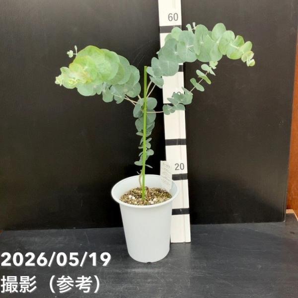 【決算P10倍！8/2まで】ユーカリ 銀世界 6号｜花木10-TU