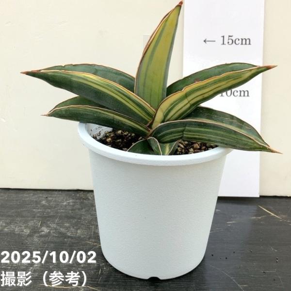 現品お届け】サンスベリア 4号 バナナ バリエガータ 斑入り