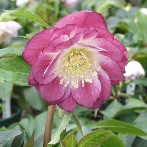 akatsukagarden_n10008554