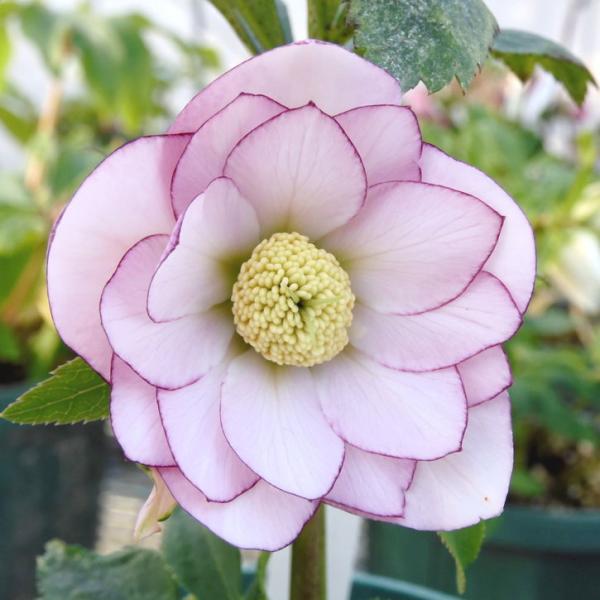 クリスマスローズ 伊勢みやび 3.5号 綾香｜山野01-D1 : 赤塚植物園