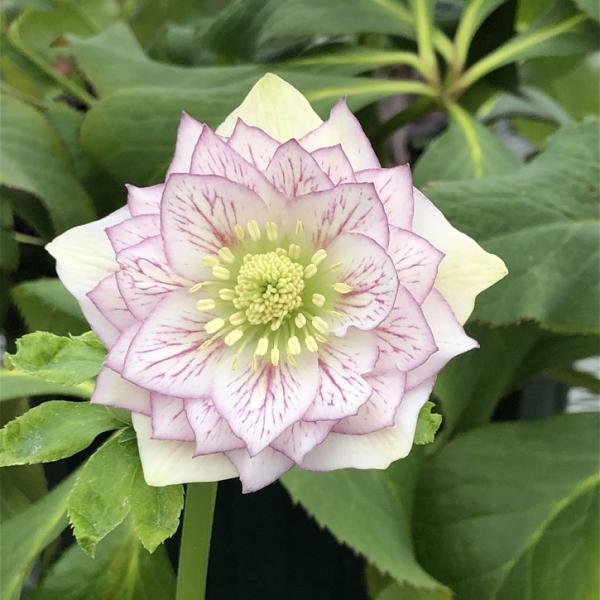 [クリスマスローズ 伊勢みやび 玉鏡]花弁の表面にクッキリした赤いベインの入る艶やかな花を咲かせます。花首が強く横上向きで花の顔がよく見えます。