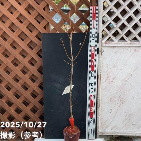 [プラム 彩の姫の特徴]プラム 彩の姫は、果肉がやわらかくジューシーで甘みと酸味のバランスが良い人気のスモモ品種です。果実は中玉サイズで、美しい赤紫色の果皮と淡い黄色の果肉が特徴。熟すと果汁がたっぷりで、香りも良く生食にぴったりです。自家結...