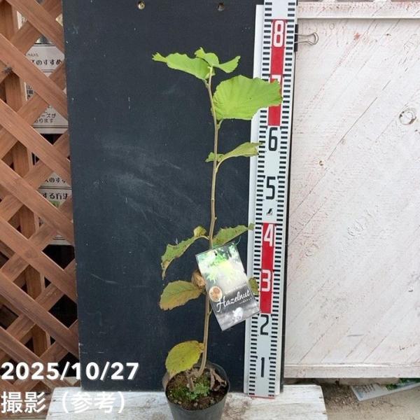 [ヘーゼルナッツの特徴]ヘーゼルナッツ（Corylus avellana）は、アーモンド・カシューナッツと並ぶ世界三大ナッツのひとつです。香ばしくコクのある風味が特徴で、お菓子やチョコレート、アイスクリームなどに使われる高級食材として知られ...