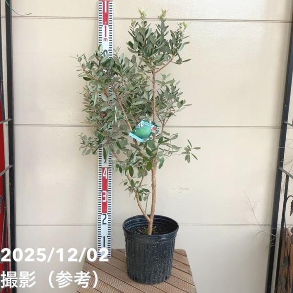 [フェイジョア クーリッジ]自家結実性が高く、1本でも実がなる品種です。花粉が多いので受粉樹にも向きます。晩生品種です。大きさ：中果成熟期：11月下旬〜12月上旬（晩生種）自家結実性あり（※1本で実がなりやすい品種です）[フェイジョア]育て...