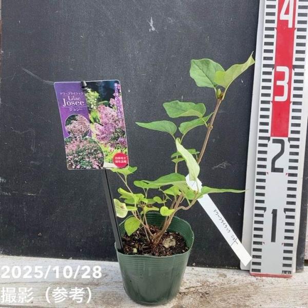 [ドワーフライラック ジョシーの特徴]ドワーフライラック ‘ジョシー’ は、甘い香りと愛らしい花姿が魅力の四季咲きライラックです。春の開花後も秋に再び花を咲かせることがあり、長い期間楽しめるのが特徴です。花色は淡いラベンダーピンクで、やさし...