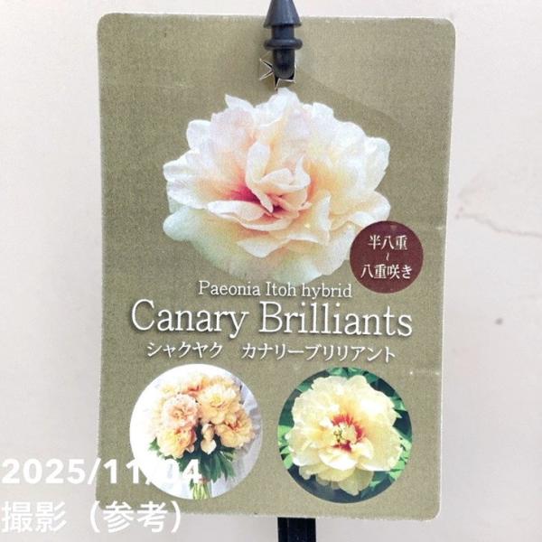 [シャクヤク カナリーブリリアントの特徴]シャクヤク カナリーブリリアント（Paeonia Itoh × Canary Brilliants）は、イエロー系品種の中でも特に人気の高い交配種です。柔らかなアプリコットイエローの花弁に赤みが混じ...