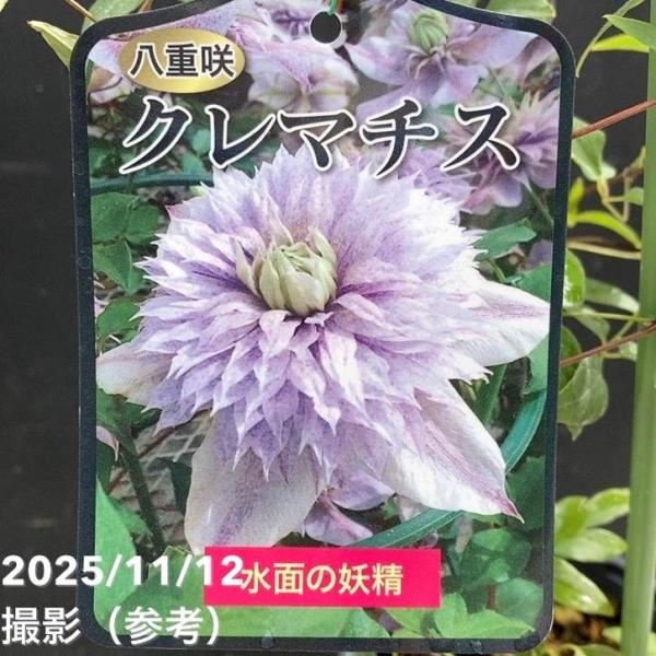 八重咲クレマチス 水面の妖精 4号｜草花04-PA : 赤塚植物園ヤフー店