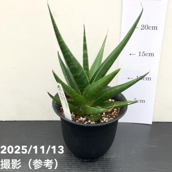 サンスベリア 4号 ブレイド Blade プラ鉢｜観葉02-D2 : 赤塚植物園