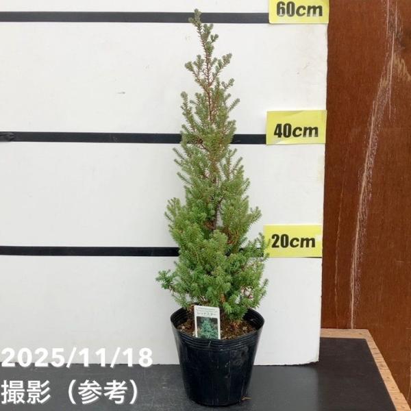 [ヌマヒノキ レッドスター]ヒノキ科ヒノキ属の常緑高木で、コニファーの仲間です。パープルフェザーの名前でも流通しています。春から秋にかけては淡緑色の葉が、冬になると赤紫色に染まります。樹形は円錐形か円柱形で、枝葉が密に茂ります。矮性品種なの...