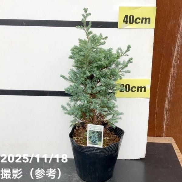 [コニファー ボールバード]円錐形品種で、枝にうろこのような葉が集まります。葉は銀色を帯びて丸みがあり、フワフワしたやさしい肌触りです。葉色は年中変わりません。刈り込みに強いため、コンパクトに仕上げてグランドカバーにしたり、スタンダード仕立...